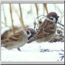 Passer montanus - Feldsperling 10.jpg